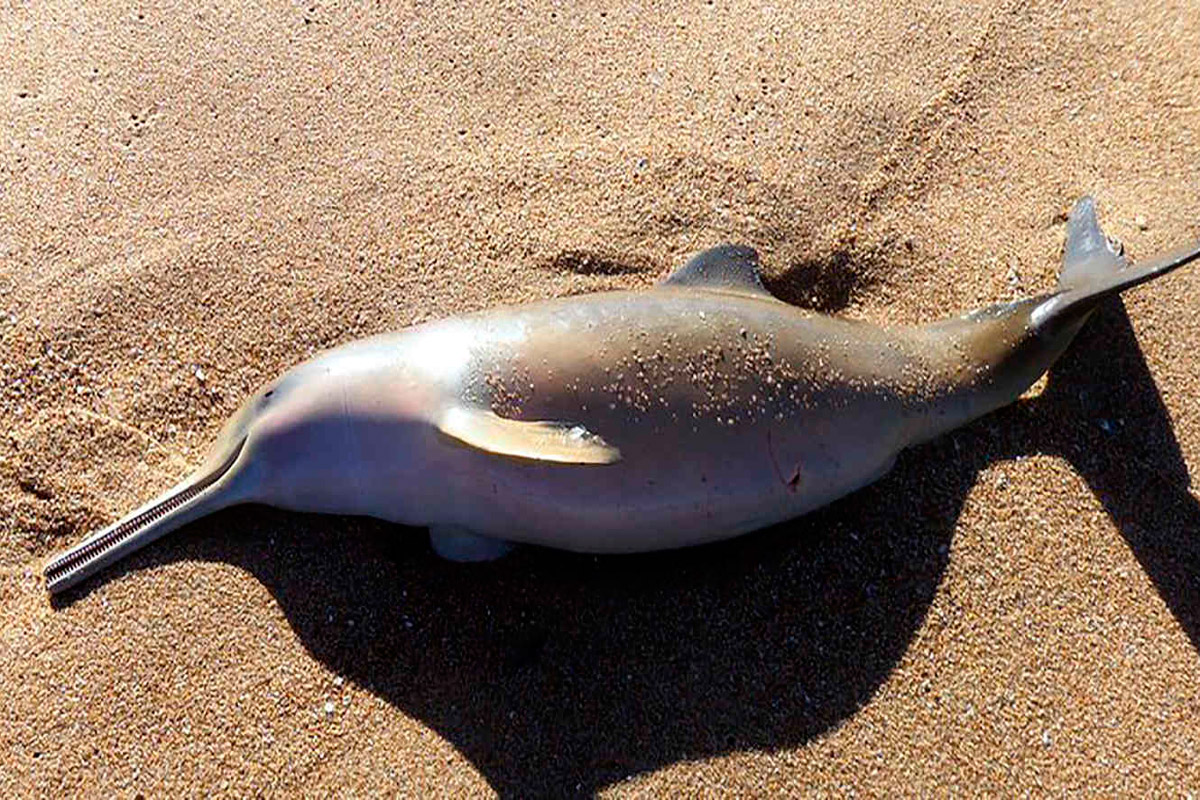 Delfín Franciscano, especie vulnerable a extinción