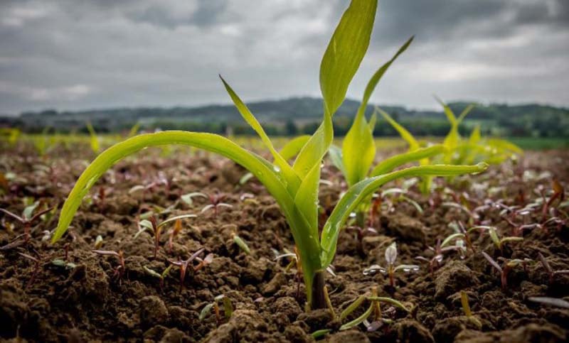 Afirman que el fenómeno de los altos precios agrícolas está por finalizar