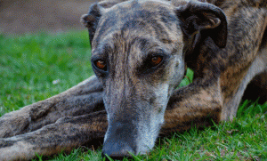 Rosario marcha por los galgos y en apoyo a la ley que prohíbe sus carreras