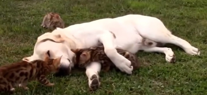 Perros y gatos que hacen un verdadero culto a la amistad