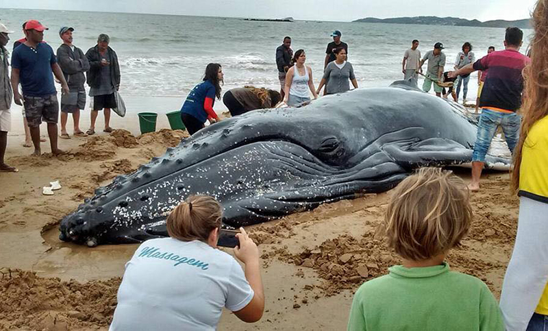 Salvaron una ballena encallada en la costa de Buzios