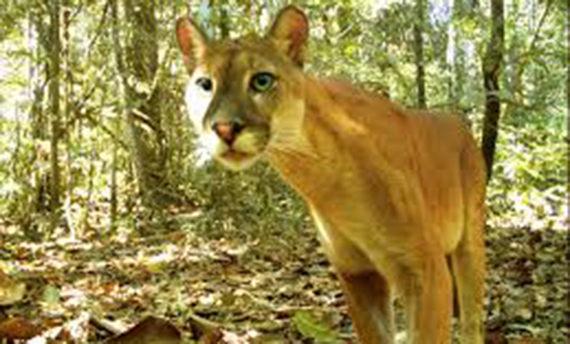 chisme espíritu Desacuerdo Por primera vez hallan un puma en un parque nacional de Perú
