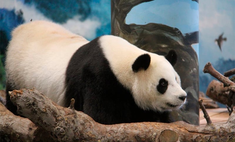 Con sus 31 años, es la panda más longeva fuera de China