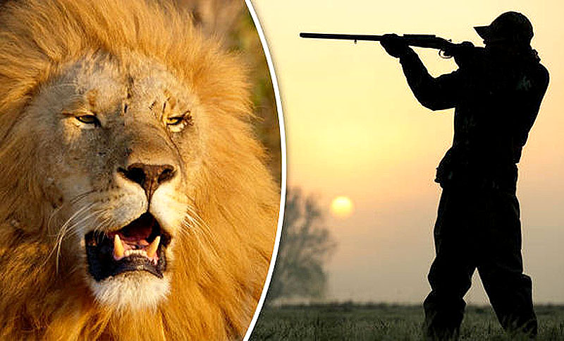 Top 53+ imagen caza de leones en africa - Abzlocal.mx