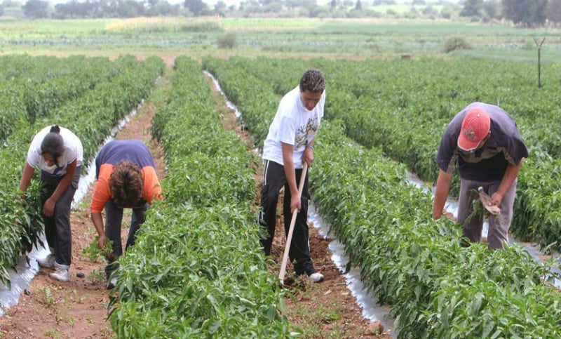 El noviembre, el consumidor pagó más del 500% que los productores