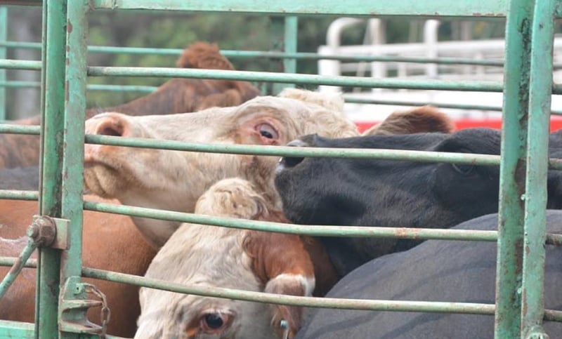 Activistas por la protección de animales realizaron una jornada de vigilia frente al Swift