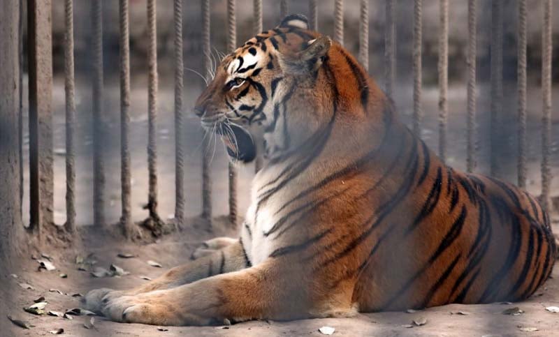 Trasladan a Sudáfrica a dos felinos del ex zoológico de Santiago del Estero