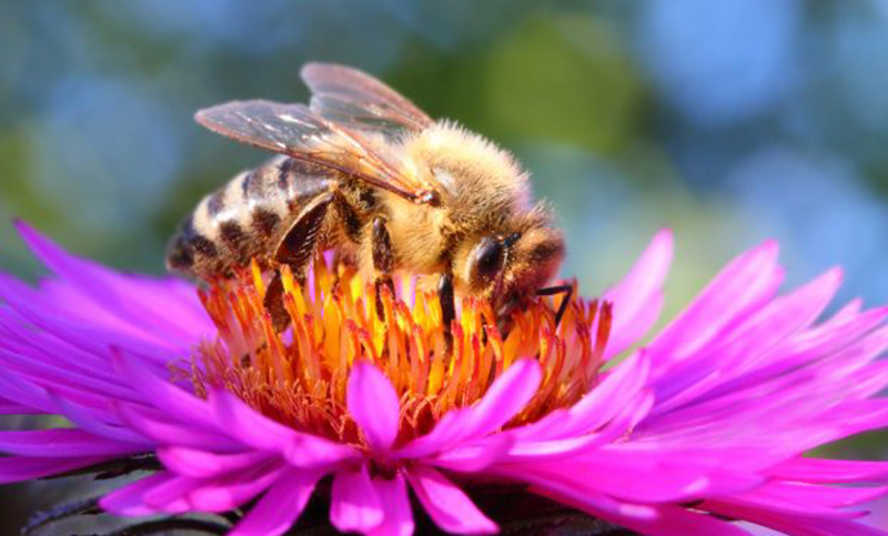 Científicos descubren que las plantas son capaces de “oír”