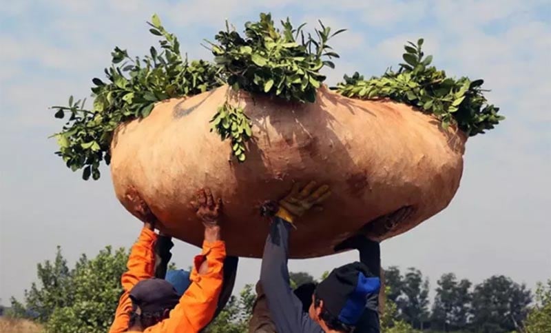 Fijan un nuevo precio para la yerba mate