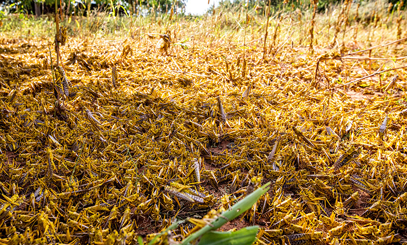 Las impresionantes imágenes de la invasión de langostas que sigue afectando a Kenia