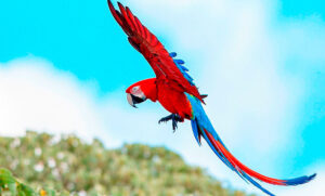 Vuelan en Corrientes guacamayos rojos, una especie que estaba extinta hace más de 170 años