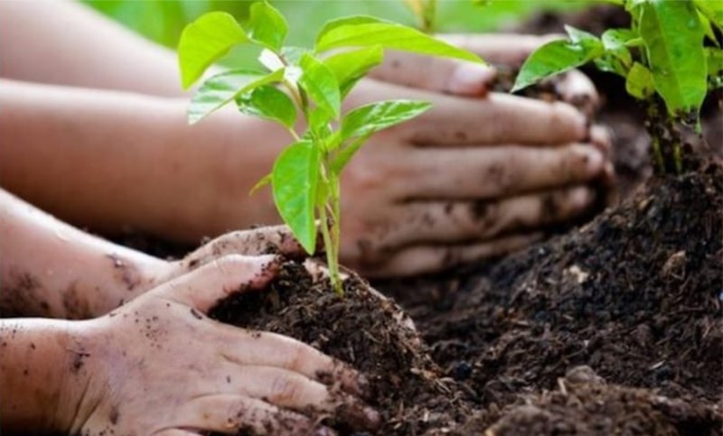 Promulgaron la Ley de Educación Ambiental Integral