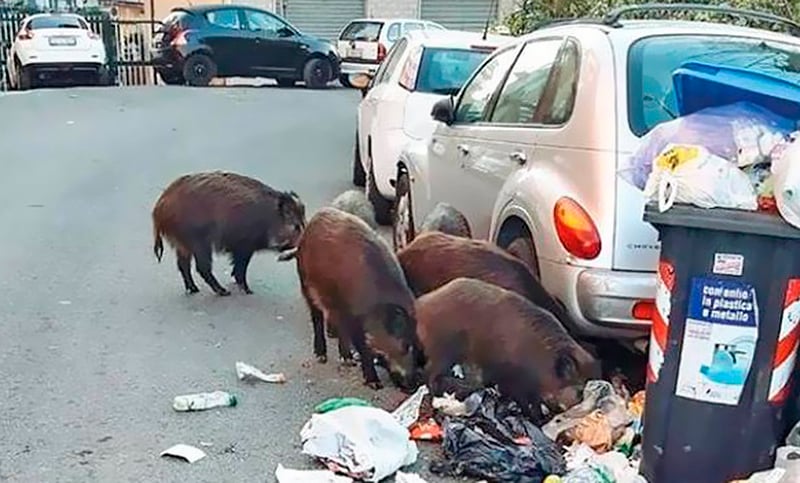 Una invasión de jabalíes divide a la política en plena campaña por el Gobierno de Roma