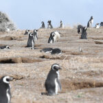 El dueño de un campo mató a cientos de pingüinos en Punta Tombo