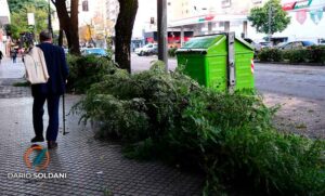 El temporal en la ciudad dejó decenas de árboles caídos y múltiples reclamos