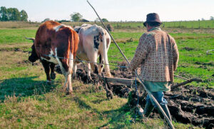 Oficializan un bono extraordinario de 50.000 pesos para los trabajadores rurales