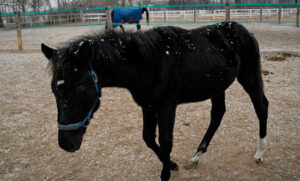 Presentan el primer caballo clonado por un laboratorio para deportes ecuestres en China