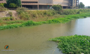 Apareció una gran cantidad de peces en el arroyo Ludueña