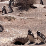 Imputaron al dueño de un campo por la matanza de pingüinos en Punta Tombo