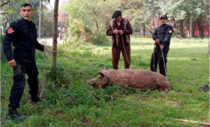 En cinco días rescataron 14 animales en Santa Fe