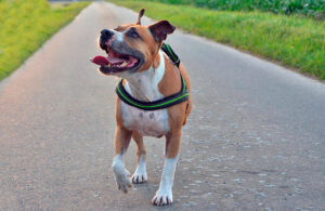 Los dueños del perro que mordió a un hombre con Parkinson están presos