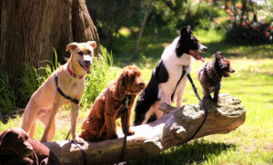 De cazadores a compañeros, ¿cómo ven el mundo los perros?