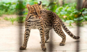 Una ocelote rescatada vivirá en los Esteros del Iberá