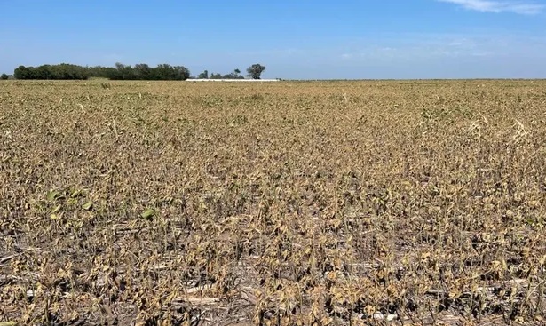 Sequía amenaza producción de soja en cuatro provincias argentinas