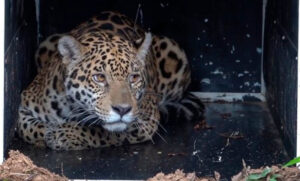 La yaguareté Keraná fue liberada en el Parque Nacional El Impenetrable