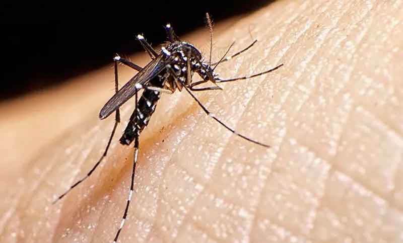 Por el frío bajaron los casos de dengue, pero recomiendan mantener los cuidados todo el año