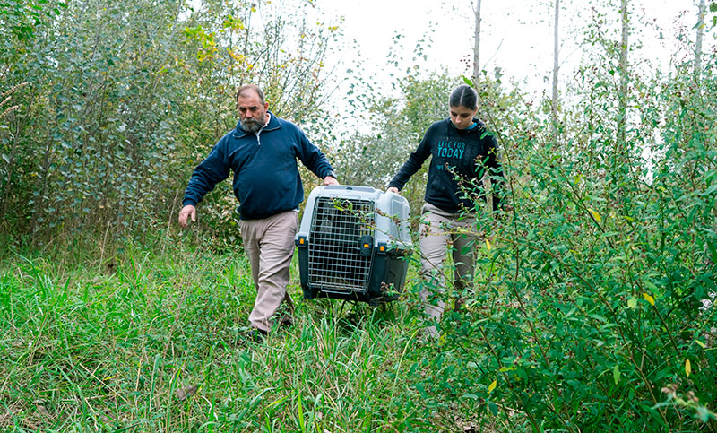 Liberaron un gato montés a su hábitat natural