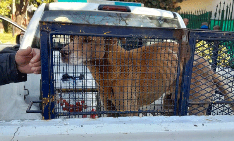 Investigan a una familia por maltrato animal