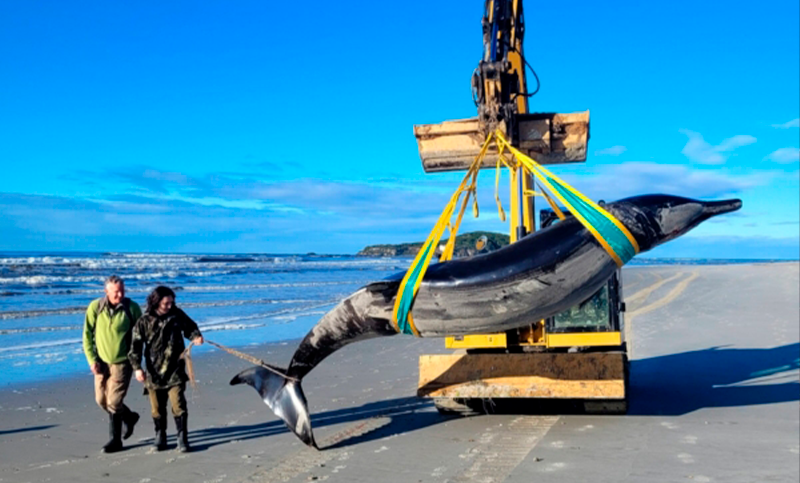 Encontraron restos de una rara ballena que nunca fue vista con vida por humanos