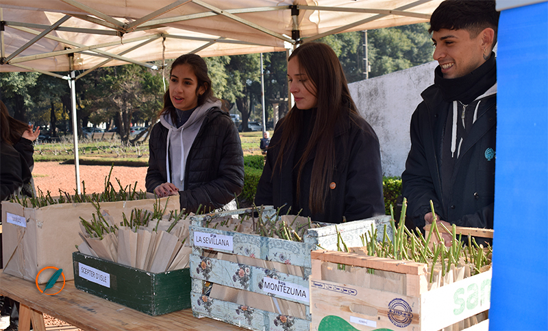 Entregaron esquejes de rosas en el Parque Independencia: ¿cómo plantarlos para que crezca un rosal?