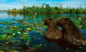 Lapidaria crítica contra el Pacto de Mayo: «Planean entregar territorios naturales a privados»