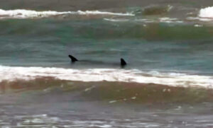 Cuatro personas fueron atacadas por tiburones en una playa de Texas en un lapso de dos horas