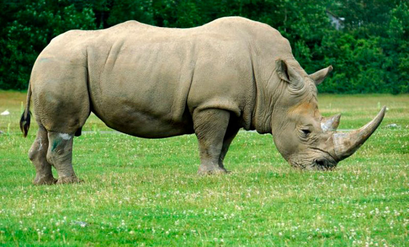 Celebran en Sudáfrica disminución de caza furtiva de rinocerontes