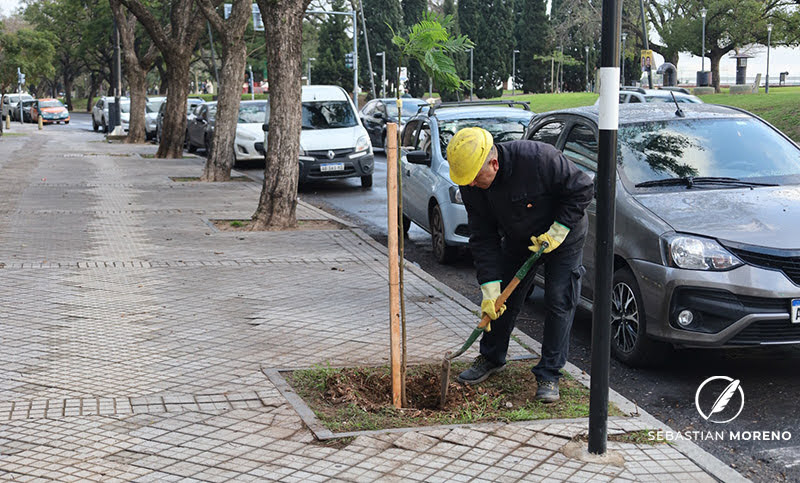 En la Semana del Árbol, Gigliani presentó nuevo proyecto sobre Arbolado Público