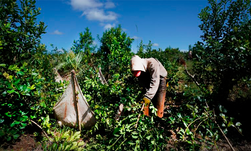 El consumo de yerba es el más bajo en cinco años y el sector se encuentra en medio de “la tormenta perfecta”