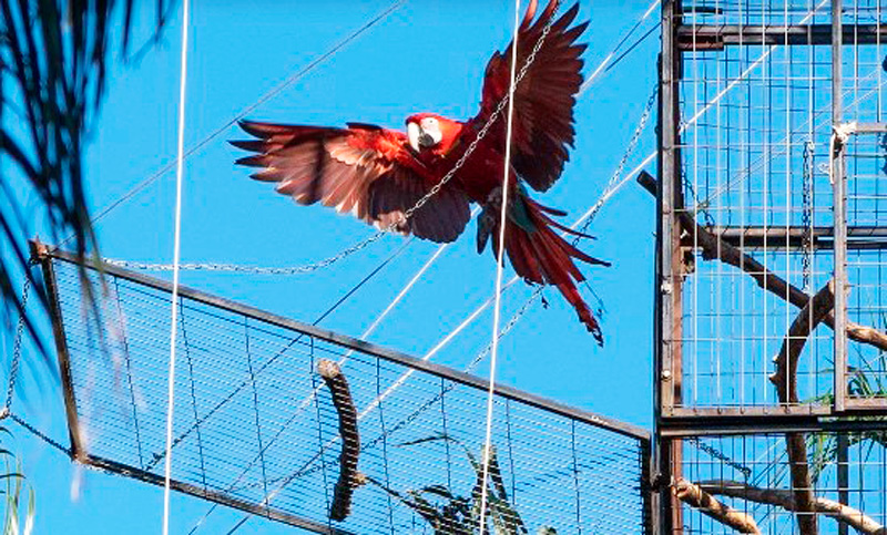 Liberan cinco guacamayos rojos en el Parque Nacional Iberá