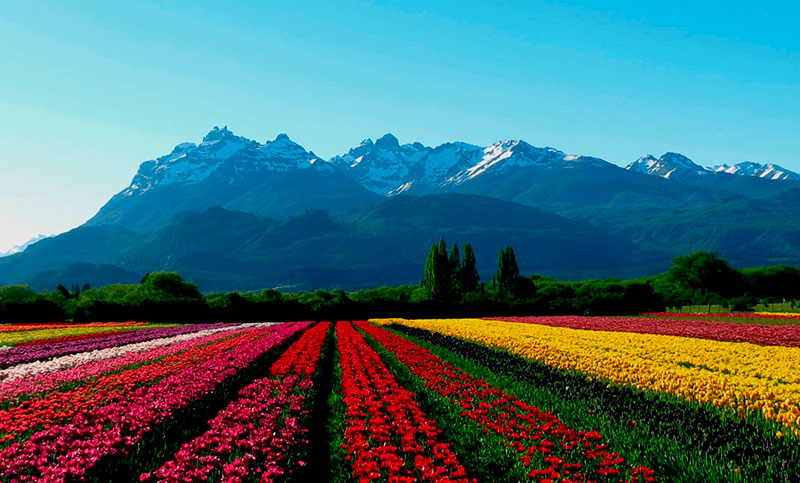 El Campo de Tulipanes de Trevelin, un espectáculo de colores en la primavera patagónica