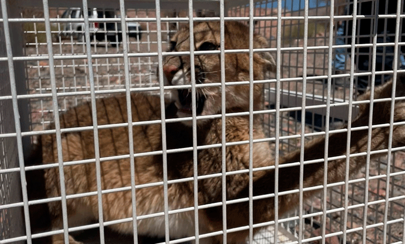 Rescatan a un puma que estaba dentro de una casa en Catamarca