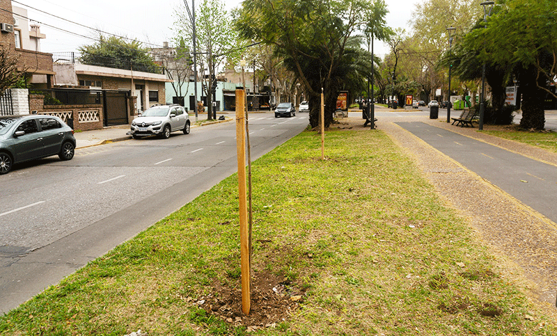 Avanza la plantación de árboles en toda la ciudad y se priorizará especies nativas