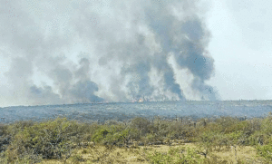 Ambientalistas exigen medidas urgentes y más recursos para frenar los incendios forestales