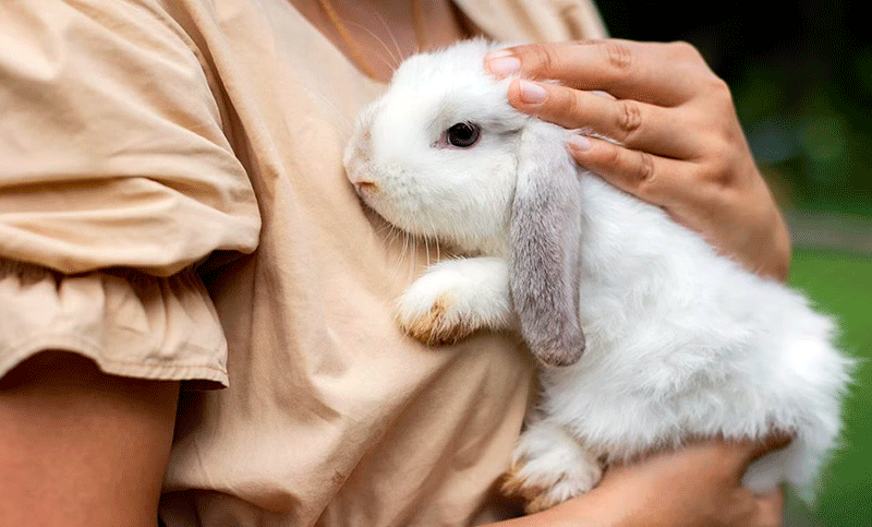 El Gobierno autoriza la importación de conejos como animales de compañía