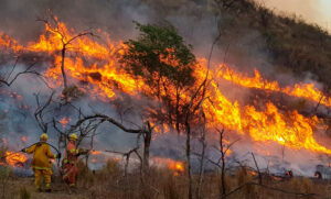 Incendios en Córdoba, barrer con el monte para que florezcan los negocios