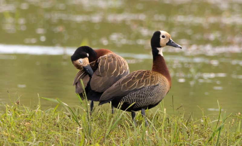 Tras el escándalo por las matanzas de aves autóctonas, solicitan información al gobierno de Santa Fe sobre los cotos de caza