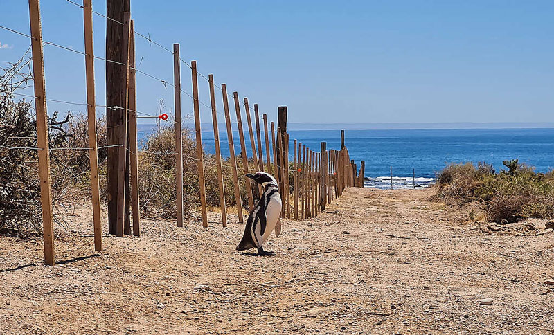 Comienza el juicio oral por la masacre de pingüinos en Punta Tombo