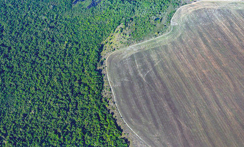 Brasil logró reducir en más de un 30 % la deforestación de la Amazonía este año