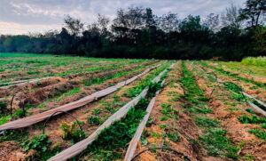 Se aproxima la primera cosecha de frutilla orgánica, un hecho histórico que sigue interpelando a la agricultura química